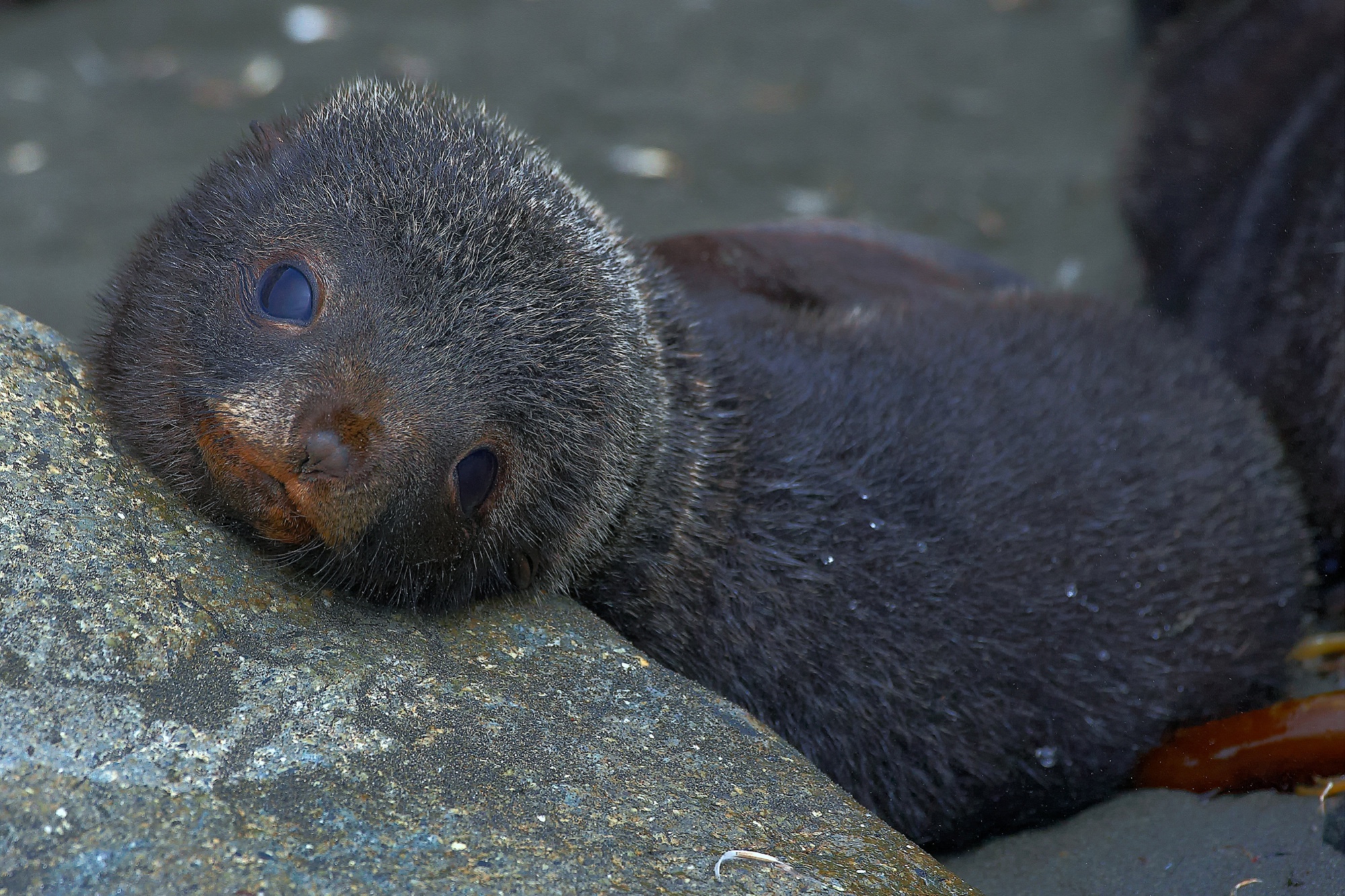 young fur seal