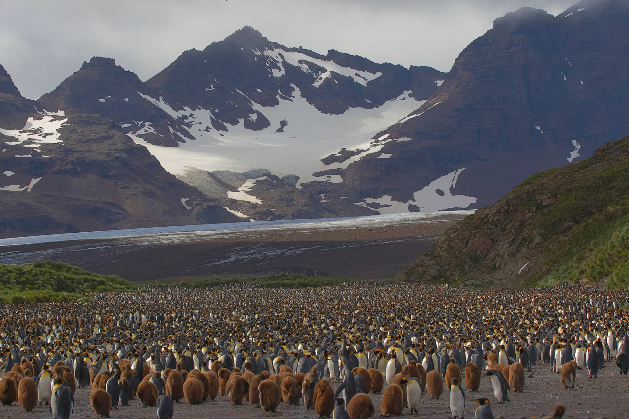 king penguins at Salisbury Plain