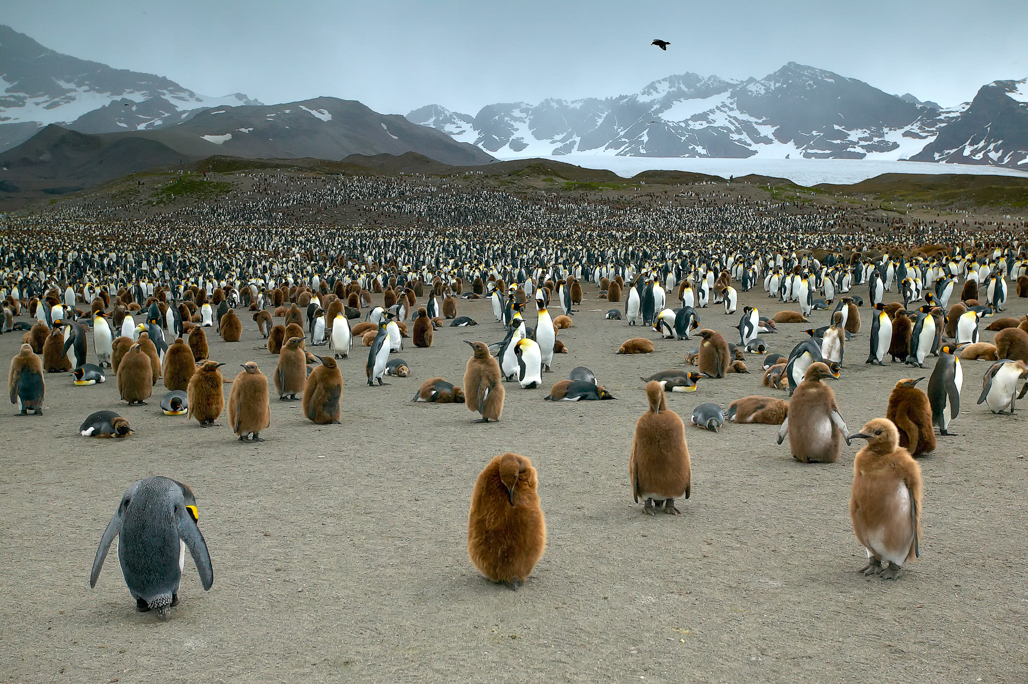 king penguins at St. Andrews Bay