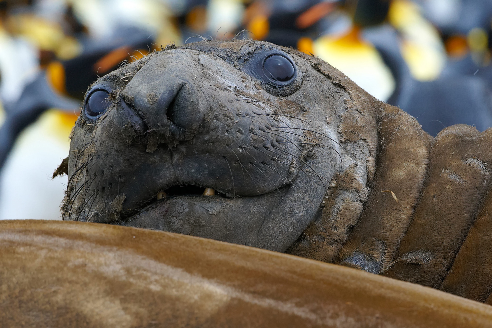 elephant seals at St. Andrews Bay