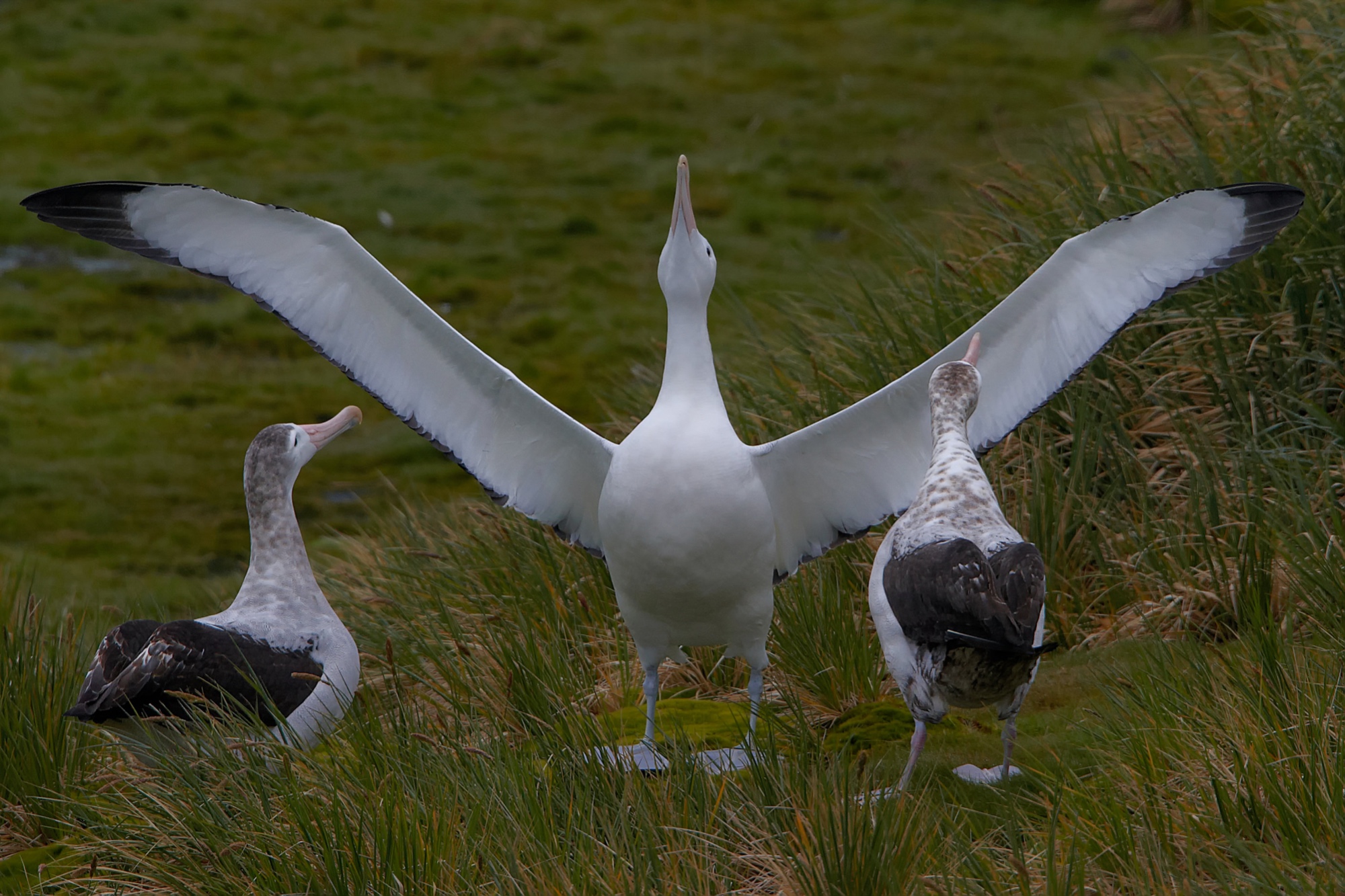 courting wandering albatross at Prion Island