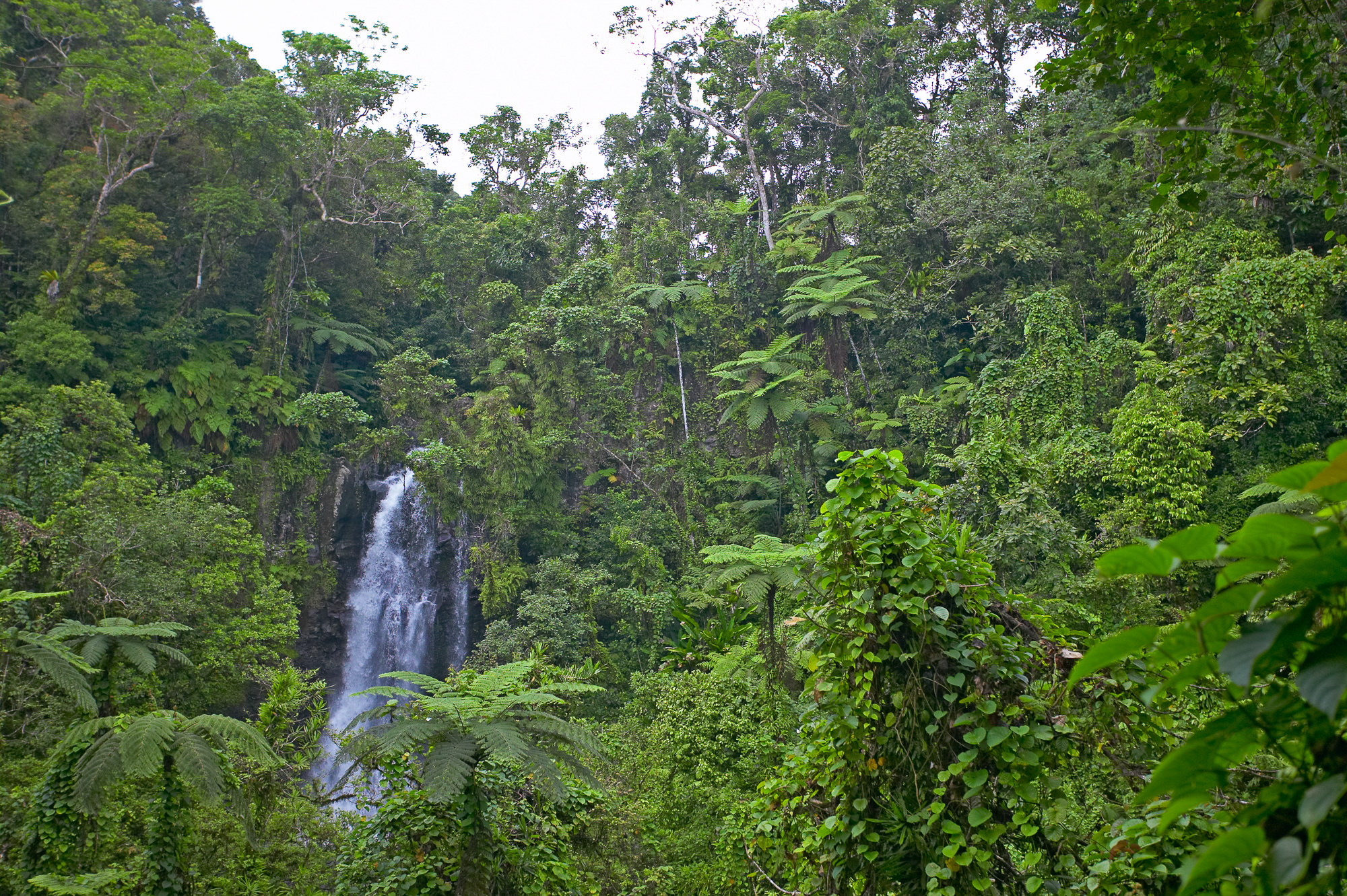 waterfall in the Taveuni rainforest