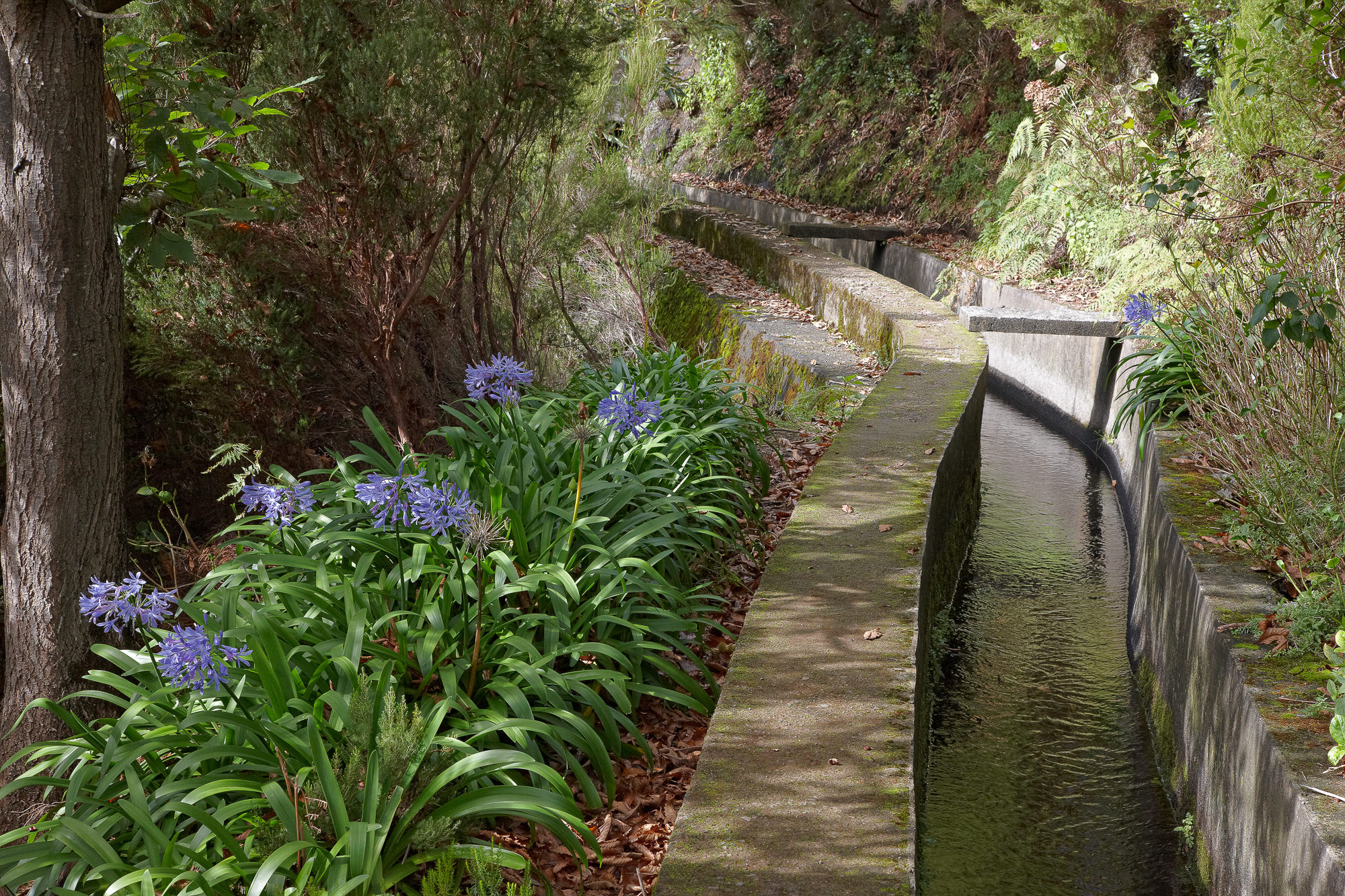 levadas transport the water to the fields