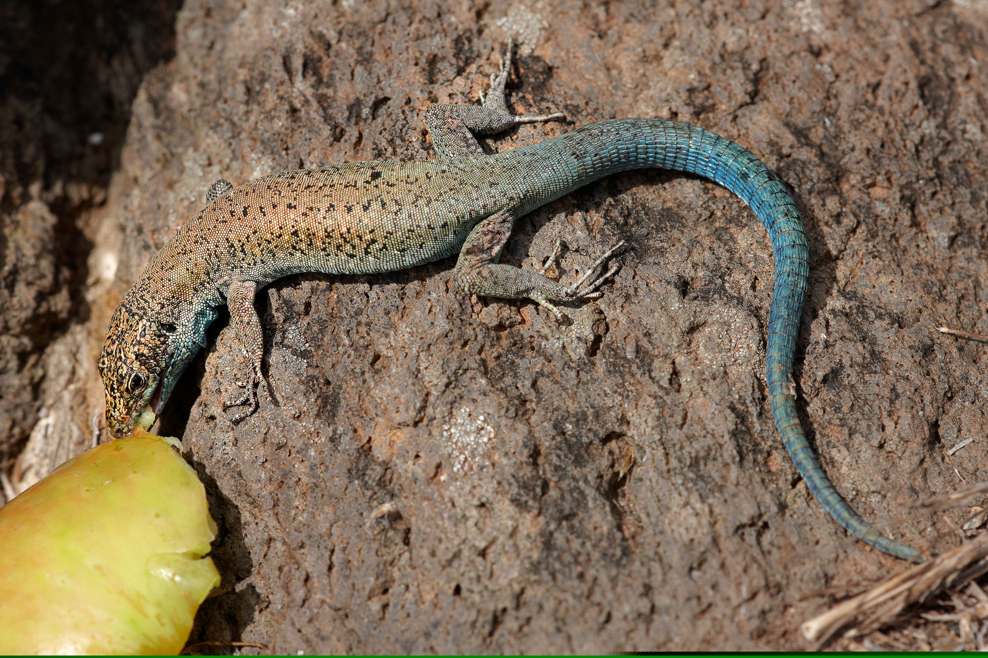 lizard eating an apple