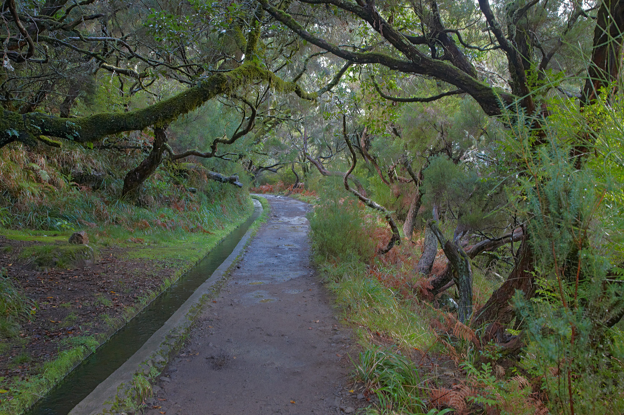 levada through the laurel forest