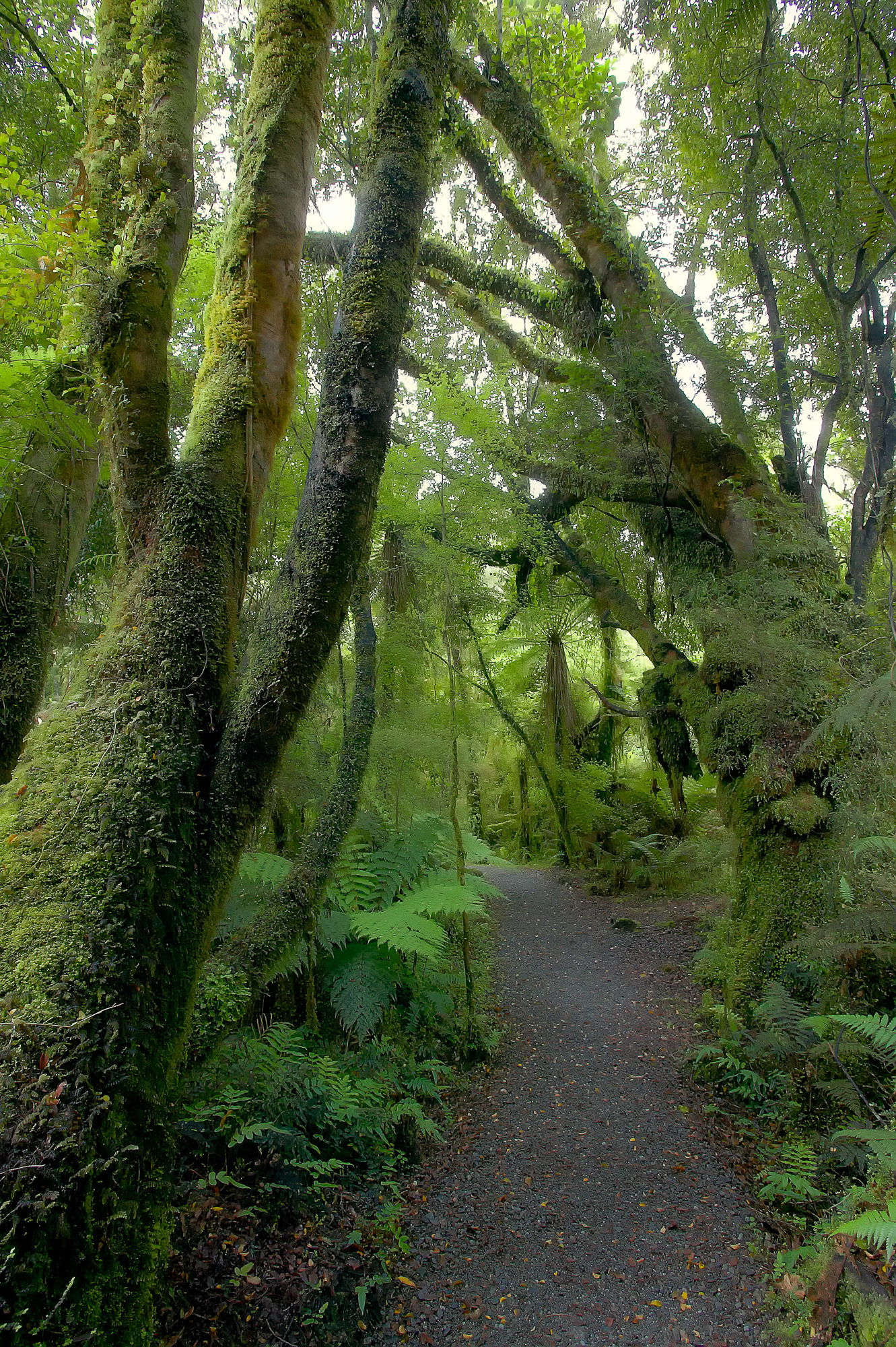 rainforest South Island