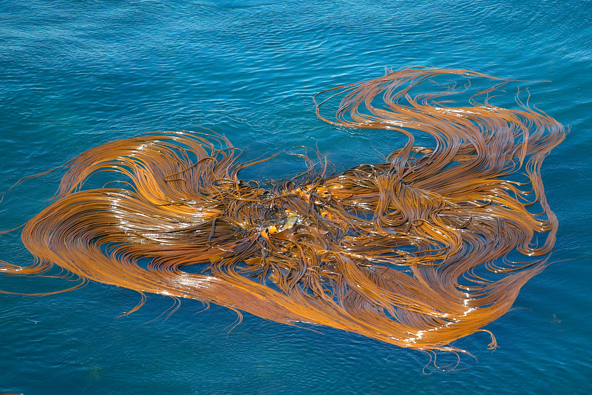 seaweed at Knights Point