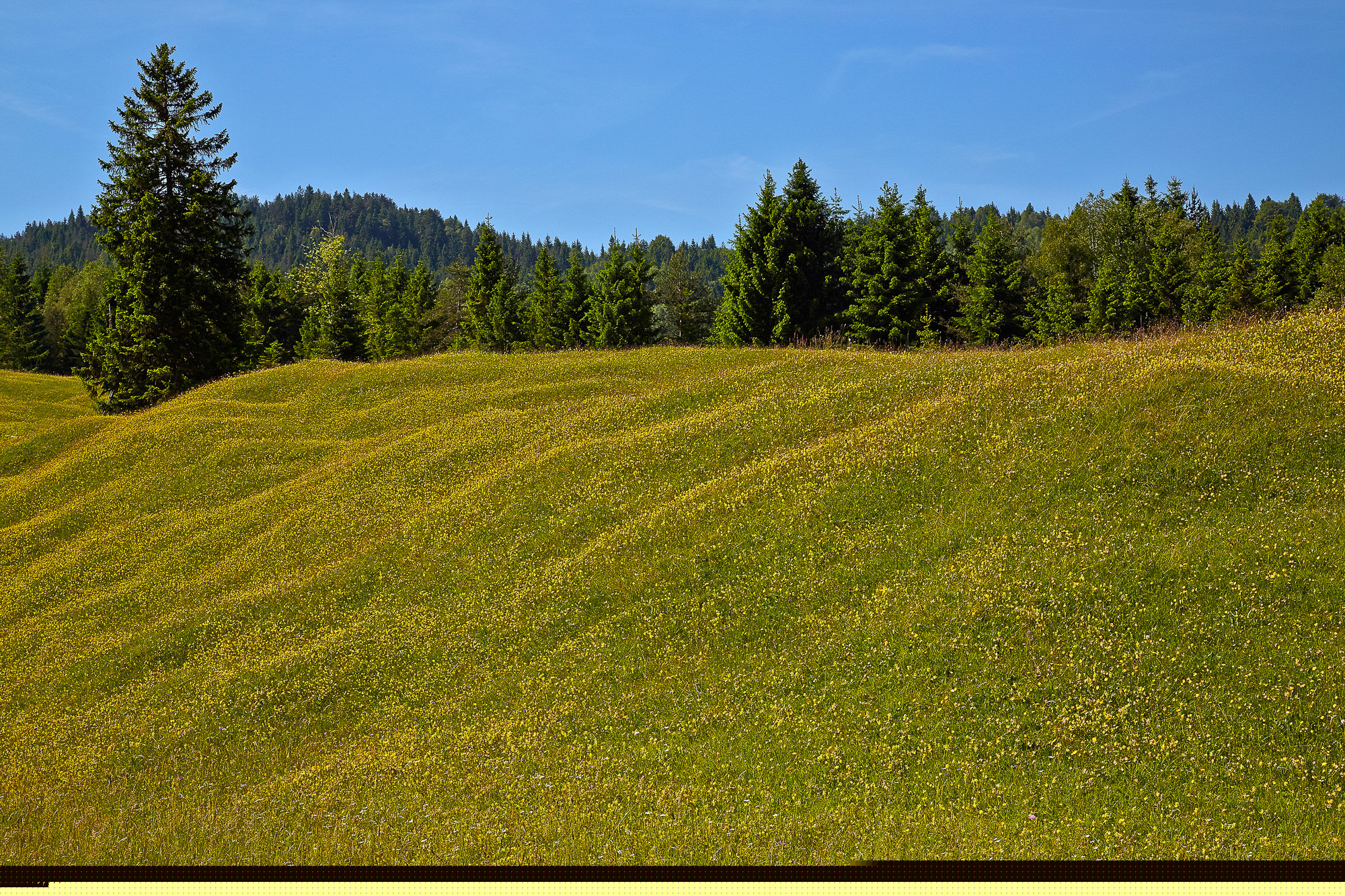 spring meadows near Mittenwald, Upper Bavaria