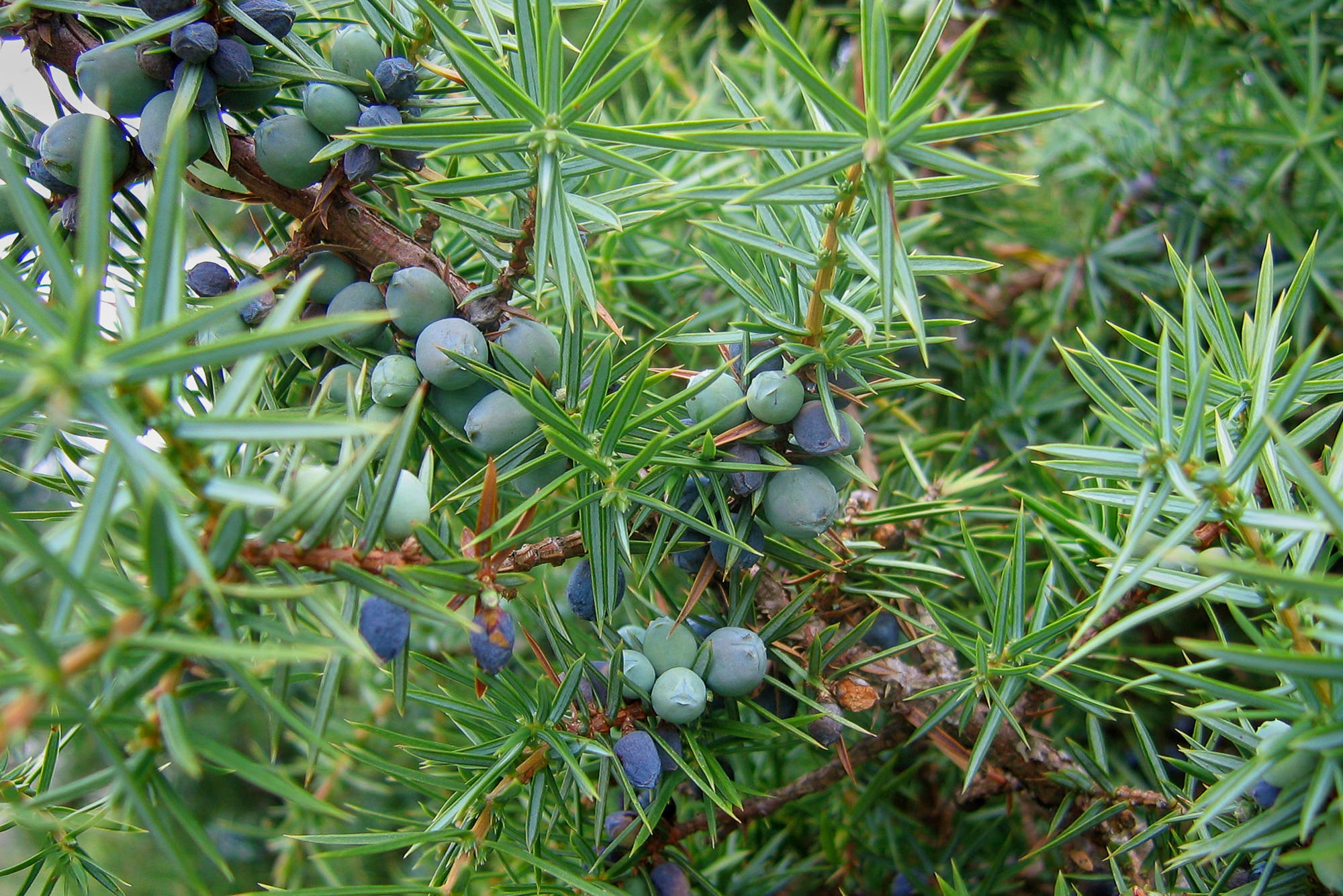 Day 1: From Aumont-Aubrac to Nasbinals